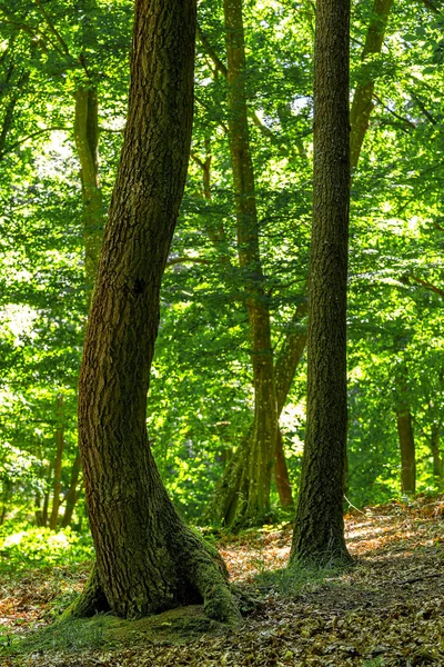 Zielony las dębowy wiosną — Zdjęcie stockowe