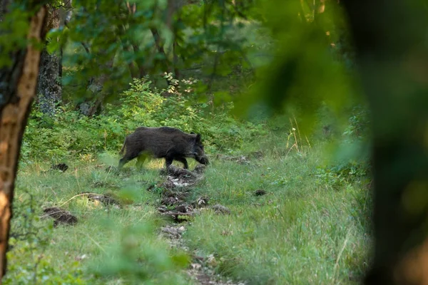 Wild boar on the forest in springtime — Stock Photo, Image