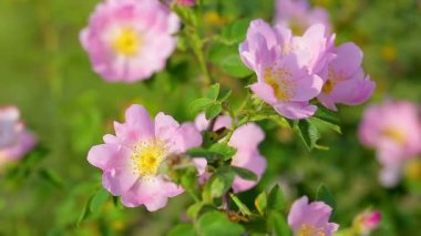 Köpek gül bush esintiyle