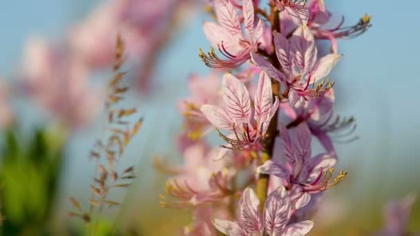 Schöne Dittany Blüten Frühling Dictamnus Albus — Stockvideo