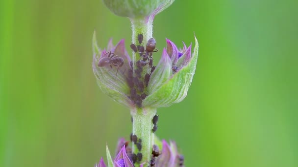 Hormigas Pulgones Planta — Vídeos de Stock