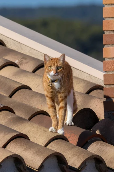 Young cat posing for the photograph on the house roof — Stock Photo, Image