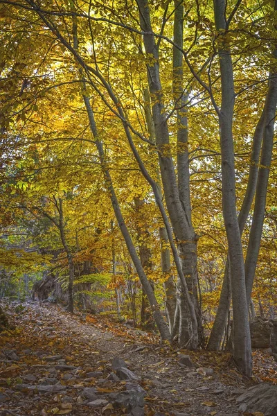 Beautifal autumn beech forest en mountain Montseny in Spain — Stock Photo, Image