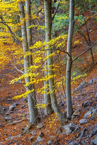 Beautifal sonbahar kayın ormanı tr dağ Montseny İspanya — Stok fotoğraf