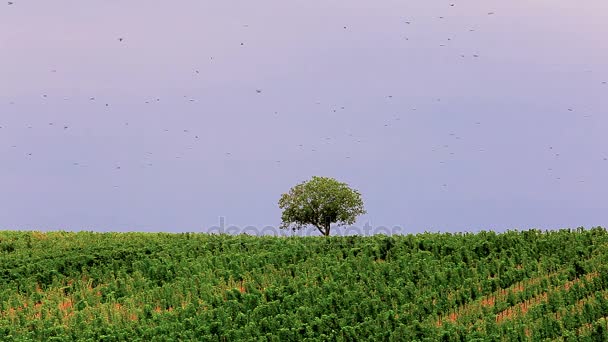 Troupeau Moutons Dans Prairie Printemps — Video