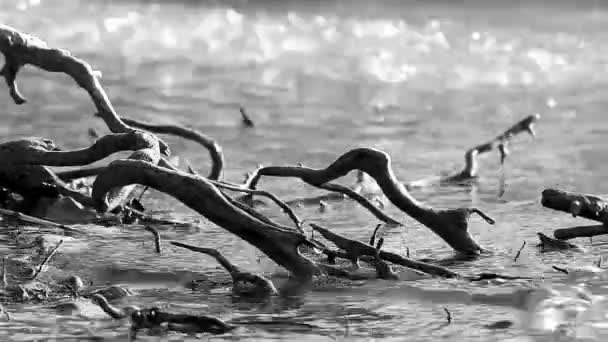 Schwarz Weiß Bild Von Der Baumwurzel Auf Dem Wasser — Stockvideo