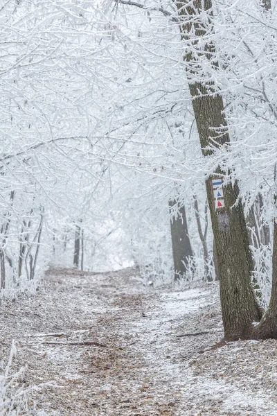 Bevroren bos op een dag bewolkt, koud in Hongarije — Stockfoto