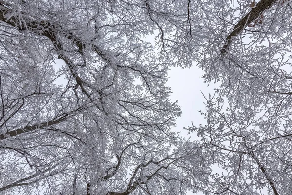 Forêt gelée par une journée nuageuse et froide en Hongrie — Photo