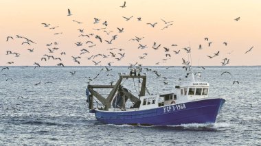 Fisher tekne ile birçok martılar