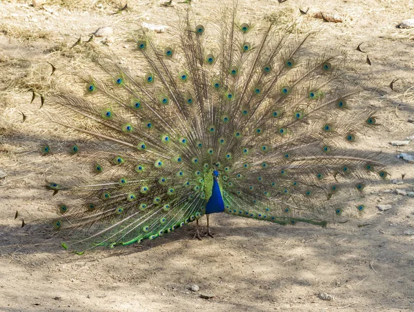 Pavo real macho posando en el período de apareamiento —  Fotos de Stock