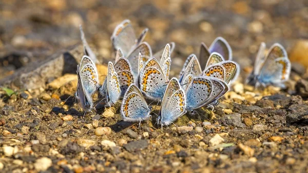 Many pretty gossamer-winged butterflies resting together — Stock Photo, Image