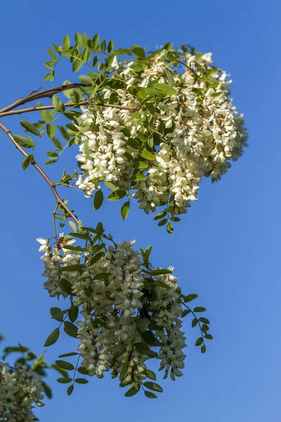 春のアカシアの花 — ストック写真