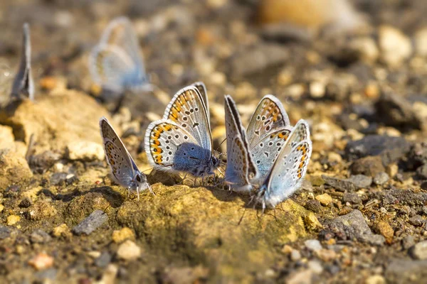 Spousta krásných motýlů s křídly, kteří odpočívají pohromadě. — Stock fotografie