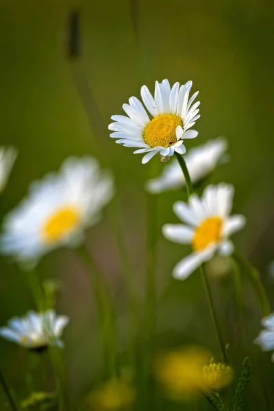 Bella Margherita bianca che cresce in un giardino estivo . — Foto Stock