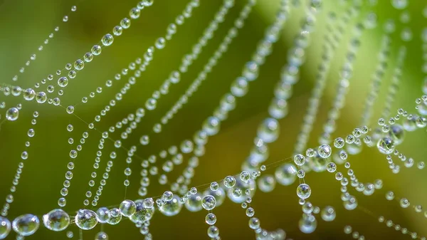 Hermosa tela de araña con gotas por la mañana —  Fotos de Stock