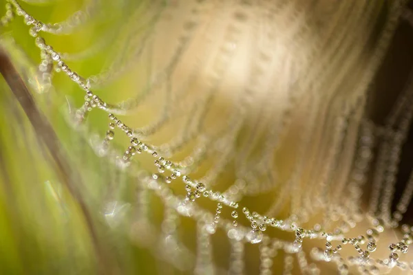 Hermosa tela de araña con gotas por la mañana — Foto de Stock