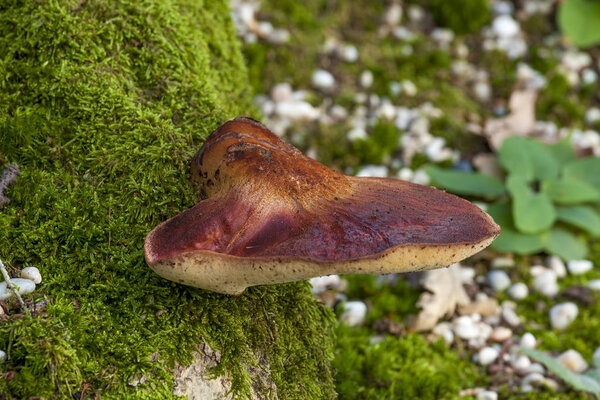 Beefsteak fungus on the forest