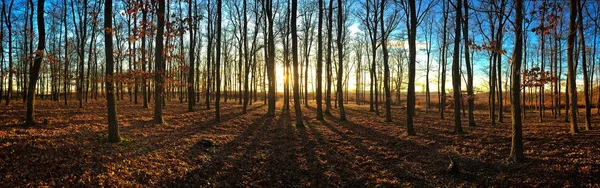 Прекрасний Захід Сонця Купою Дерев — стокове фото