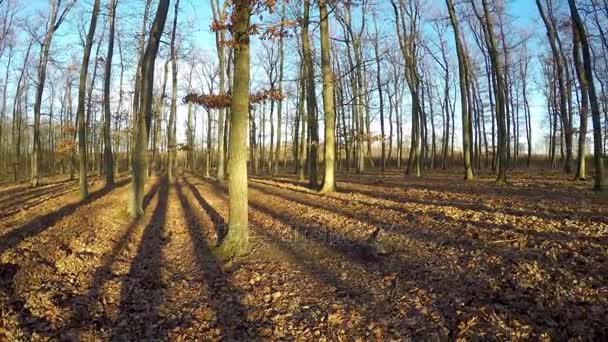 Bosque Roble Día Soleado Otoño — Vídeo de stock