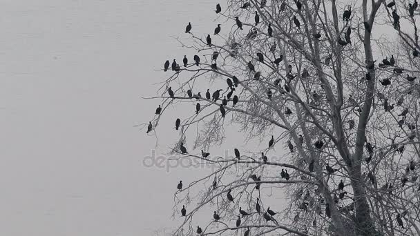 Lote Aves Cormoranes Microcarbo Niger Descansando Sobre Árbol Seco — Vídeo de stock