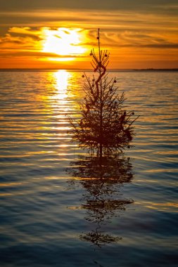 Macar Noel geleneği Noel ağacı lake Balaton, köy Szigliget ayarlamak için