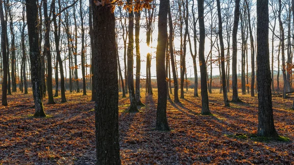 Bonito bosque de otoño soleado en la luz del atardecer —  Fotos de Stock