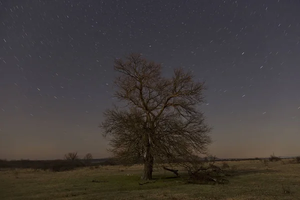 Immagine di lunga esposizione notturna di un albero e di stelle — Foto Stock