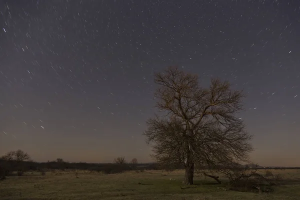 Immagine di lunga esposizione notturna di un albero e di stelle — Foto Stock