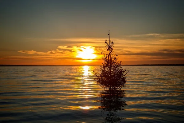 Hungarian Christmas tradition to set Christmas tree in the lake Balaton, village Szigliget — Stock Photo, Image