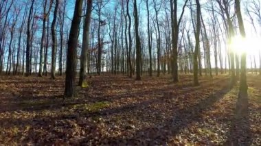 Sonbahar güneşli bir günde meşe ormanı