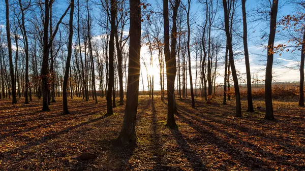 Bonito bosque de otoño soleado en la luz del atardecer —  Fotos de Stock