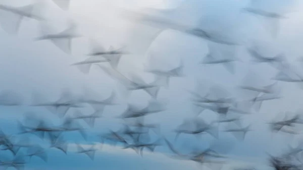 Foto abstracta de gaviotas voladoras, foto de larga exposición —  Fotos de Stock