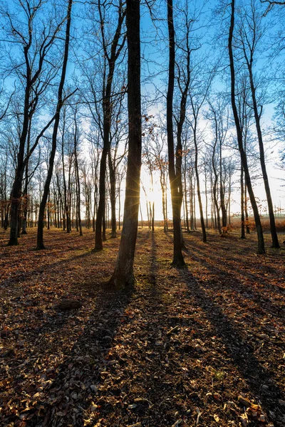 Bella foresta autunnale soleggiata alla luce del tramonto — Foto Stock