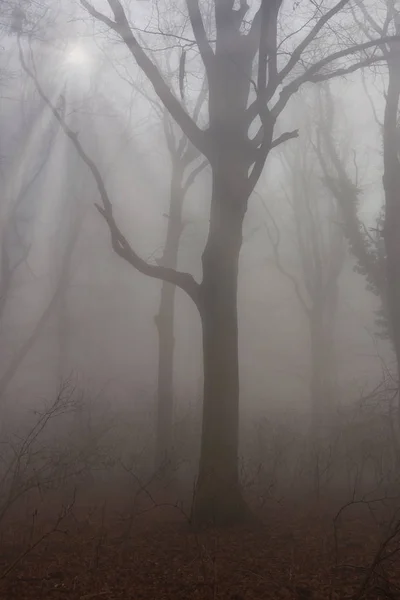 Mystic nebbia giorno nella foresta di querce — Foto Stock