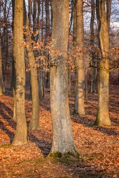 Ωραία ηλιόλουστη φθινόπωρο δάσος στο φως του ηλιοβασιλέματος — Φωτογραφία Αρχείου