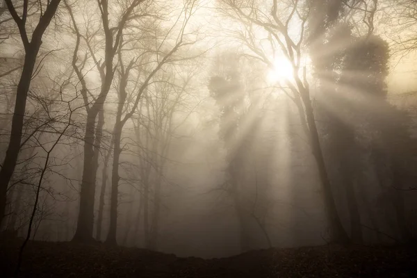 Mystic nebbia giorno nella foresta di querce — Foto Stock