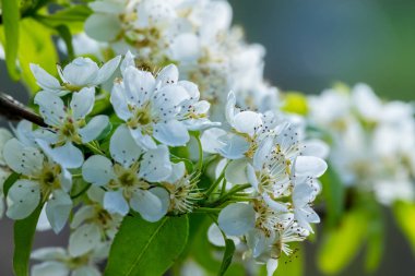 Güzel beyaz çiçekler, Bahar