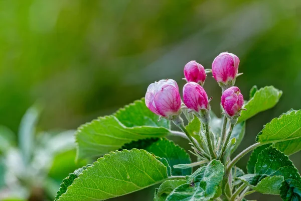 Bonitas flores de manzana en primavera —  Fotos de Stock