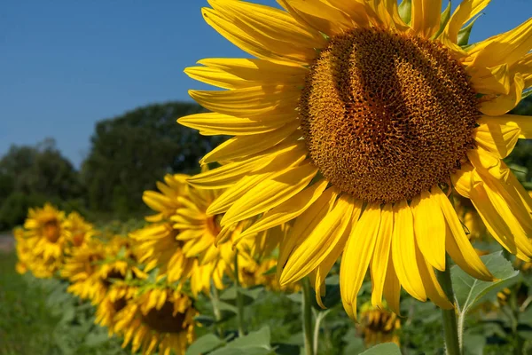 Nice solros på våren — Stockfoto