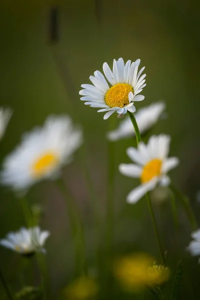 Fiori in un prato in primavera — Foto Stock