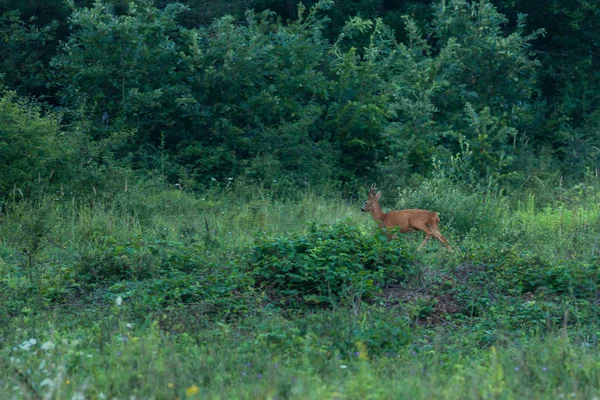 Ormanda genç roebuck — Stok fotoğraf