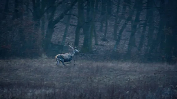 Grande cervo rosso che corre nella foresta — Foto Stock