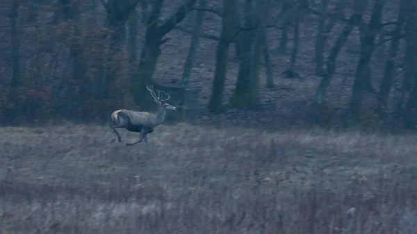 Grote rode herten lopen in het bos — Stockfoto