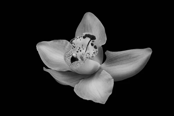 Isolated beautiful orchid in black and white — Stock Image Isolated beautiful orchid in black and white Royalty Free Stock Photos
