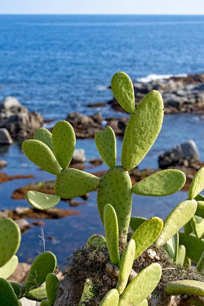 Cacti cluster near the ocean coastal in Costa Brava in Spain — Stock Photo, Image