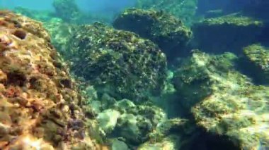 Gopro Hero 5 siyah, 4k ile sualtı görüntüleri  