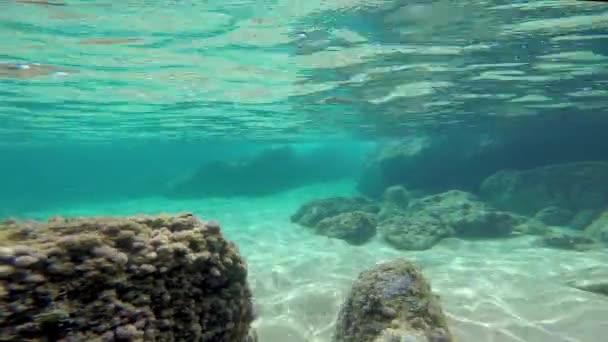 Unterwasseraufnahmen Mit Gopro Hero Schwarz — Stockvideo