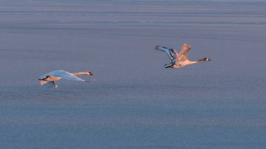 Sessiz kuğu kışın Balaton Gölü üzerinde uçan