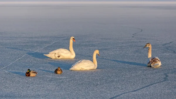 Mute svanar och änder på isen vid Balatonsjön i Ungern — Stockfoto