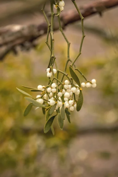 Mistletoe white berries - Viscum album — Stock Photo, Image